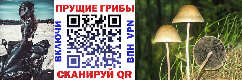 Псилоцибиновые грибы Psilocybe  Коряжма 